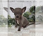 Small #19 Chihuahua