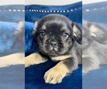 Small Photo #38 French Bulldog Puppy For Sale in HOUSTON, TX, USA