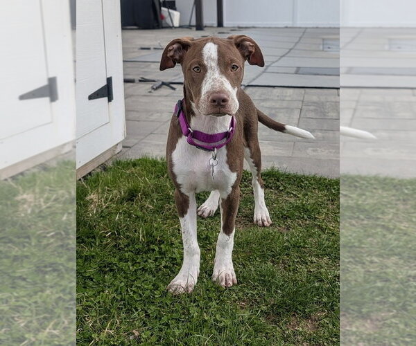 Medium Photo #3 Mutt Puppy For Sale in Oak Bluffs, MA, USA