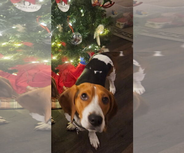 Medium Photo #2 Bagle Hound Puppy For Sale in Brookville, OH, USA