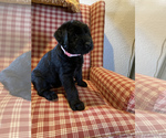 Small Photo #1 Schnauzer (Giant) Puppy For Sale in CENTERTON, AR, USA