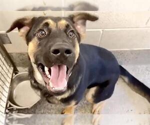 A662205 - Male German Shepherd Dog Dog for Adoption - Photo #2