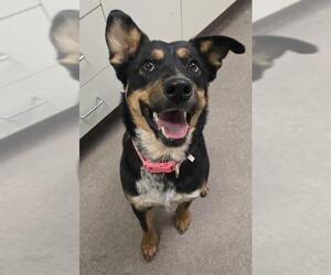 German Shepherd Dog-Unknown Mix Dogs for adoption in HESPERIA, CA, USA