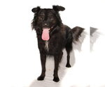 Small #2 Border Collie Mix