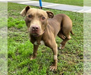 Mutt Dogs for adoption in Long Beach, CA, USA