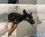 Small #4 German Shepherd Dog Mix