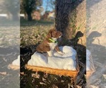 Small Photo #1 Australian Labradoodle Puppy For Sale in PEA RIDGE, AR, USA