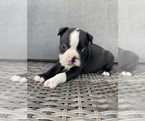 Boston Terrier Puppy for sale in CHARLOTTESVILLE, VA, USA