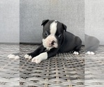 Image preview for Ad Listing. Nickname: Male boston