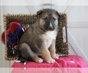 German Shepherd Dog-Siberian Husky Mix Puppy for sale in FREDERICKSBG, OH, USA
