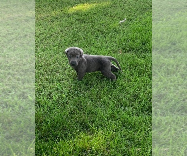 Medium Photo #9 Labrador Retriever Puppy For Sale in LEASBURG, MO, USA