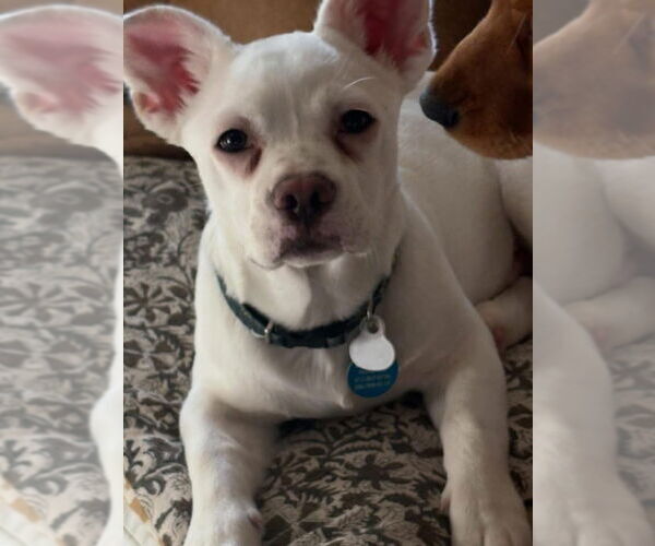 Medium Photo #7 Free-Lance Bulldog Puppy For Sale in Bellevue, WA, USA