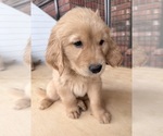 Small Golden Retriever