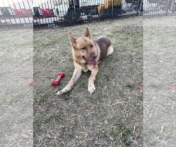 Medium Photo #3 German Shepherd Dog Puppy For Sale in Rowlett, TX, USA