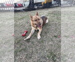 Small #2 German Shepherd Dog