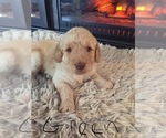Small Photo #7 Goldendoodle Puppy For Sale in STILLMAN VALLEY, IL, USA