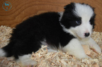 Small #8 Border Collie