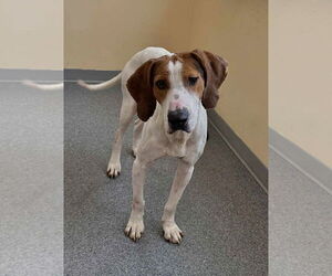 Mutt Dogs for adoption in Low Moor, VA, USA