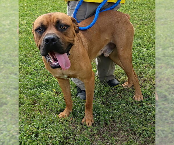 Medium Photo #6 Boxer-Mastiff Mix Puppy For Sale in Mountain View, AR, USA