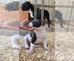 Small #5 American Bulldog
