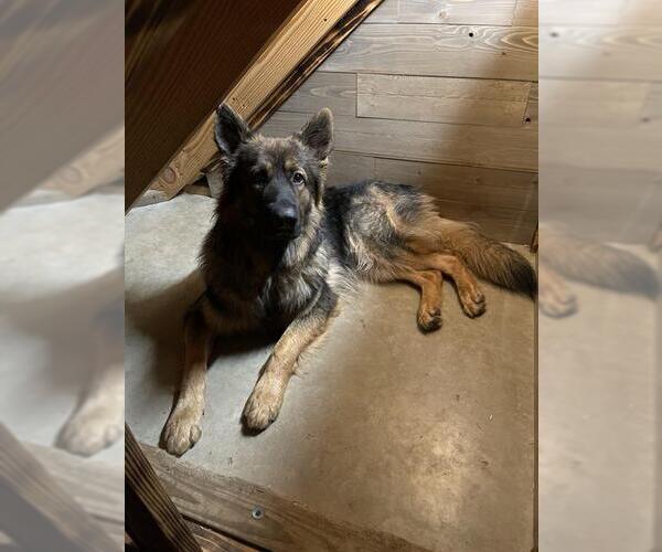 Medium Photo #1 German Shepherd Dog Puppy For Sale in San Antonio, TX, USA