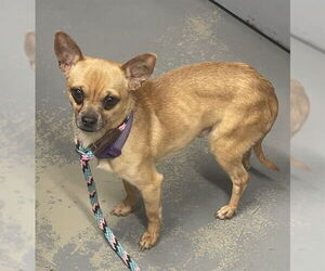 Chihuahua Dogs for adoption in Tallahassee, FL, USA