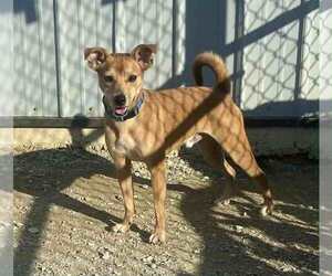 Mutt Dogs for adoption in Evansville, IN, USA