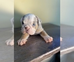 Small Photo #3 English Bulldog Puppy For Sale in SANTA CLARITA, CA, USA