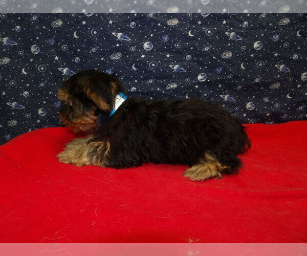 Medium Photo #8 Yorkshire Terrier Puppy For Sale in PATERSON, NJ, USA