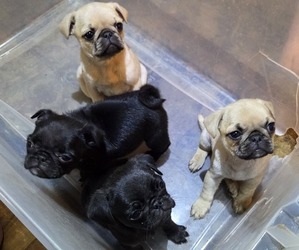 Pug Litter for sale in HILLSDALE, MI, USA