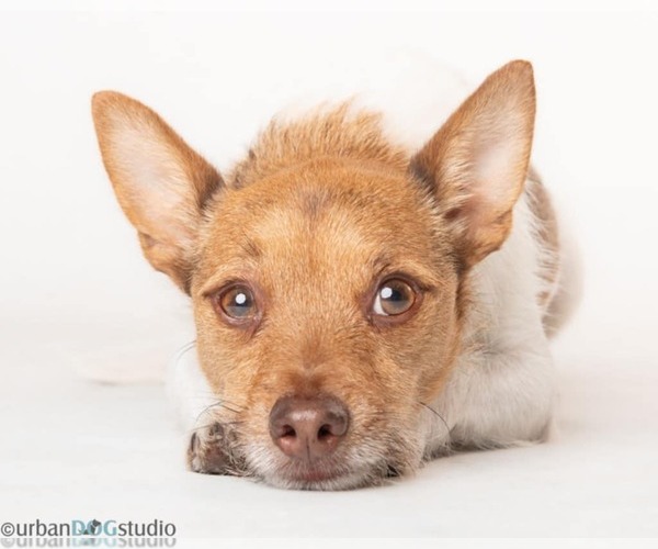 Medium Photo #3 Jack Russell Terrier-Unknown Mix Puppy For Sale in Tampa, FL, USA