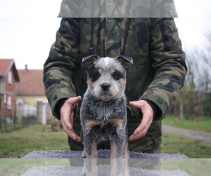 Australian Cattle Dog Puppy for sale in Novi Sad, Vojvodina, Serbia