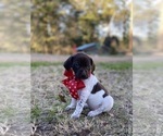 Small Photo #5 German Shorthaired Pointer Puppy For Sale in NEW WAVERLY, TX, USA