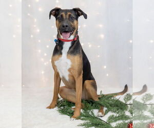 Shepweiller Dogs for adoption in Princeton, MN, USA