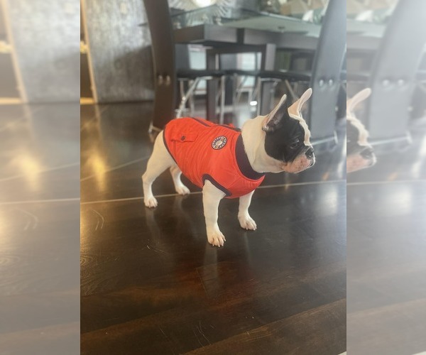 Medium Photo #6 French Bulldog Puppy For Sale in CINCINNATI, OH, USA