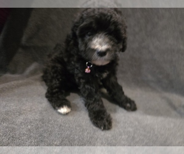 Medium Photo #6 Whoodle (Miniature) Puppy For Sale in KATY, TX, USA