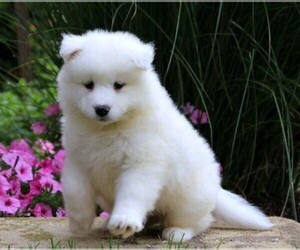 Samoyed Puppy for sale in BOWLING GREEN, KY, USA