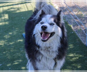 Siberian Husky Dogs for adoption in Martinez, CA, USA