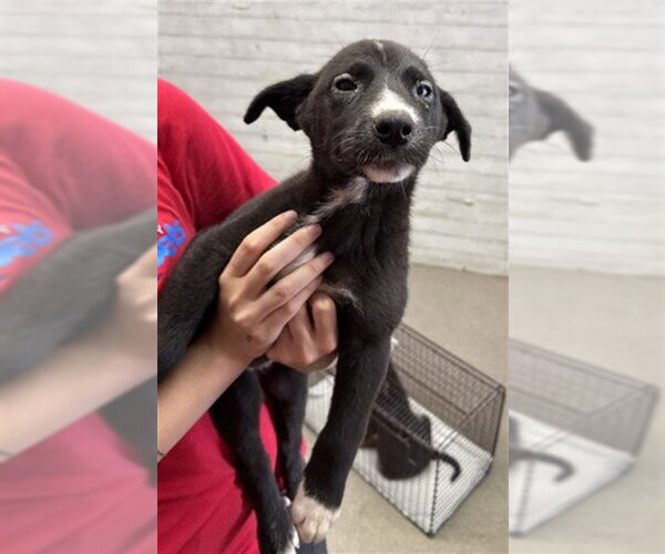 Medium Photo #2 Mutt Puppy For Sale in San Bernardino, CA, USA