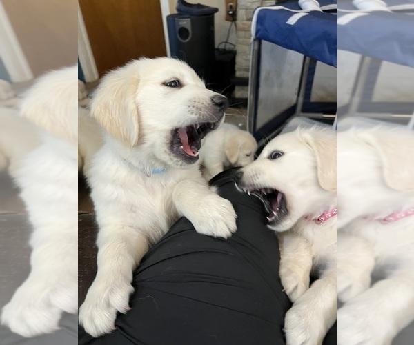 Medium Photo #9 Golden Retriever Puppy For Sale in WILTON, CA, USA
