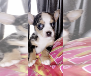 Chihuahua Puppy for sale in BERKSHIRE CENTER, VT, USA