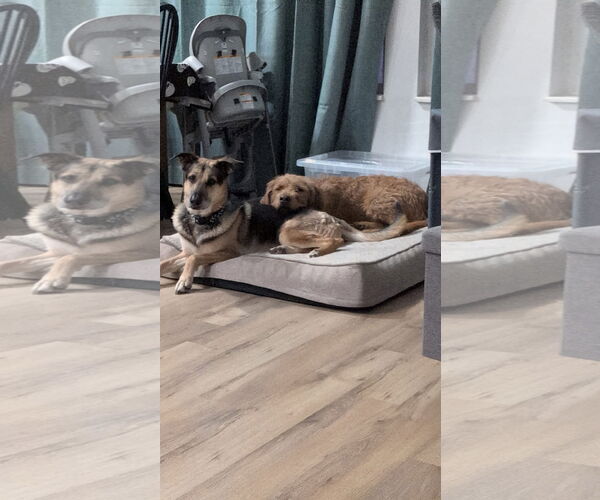 Medium Photo #13 Golden Retriever-Unknown Mix Puppy For Sale in Sandy, UT, USA