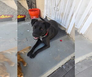 Mila - Female Labrador Retriever-Unknown Mix Dog for Adoption - Photo #6