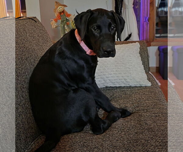 Medium Photo #7 Labrador Retriever Puppy For Sale in Fargo, ND, USA