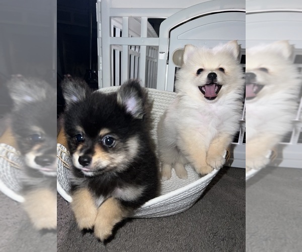 Medium Photo #19 Pomeranian Puppy For Sale in LAUREL, MD, USA