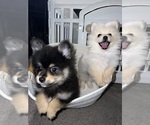 Small #18 Pomeranian