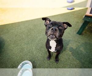 American Pit Bull Terrier Dogs for adoption in Orlando, FL, USA