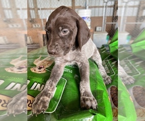 German Shorthaired Pointer Puppy for sale in WARSAW, NC, USA
