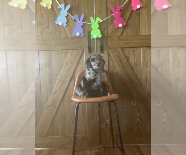 Medium Photo #8 Aussiedoodle Miniature  Puppy For Sale in ODIN, IL, USA