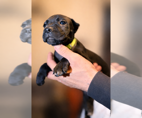 Medium Photo #32 Cane Corso Puppy For Sale in ANDERSON, IN, USA